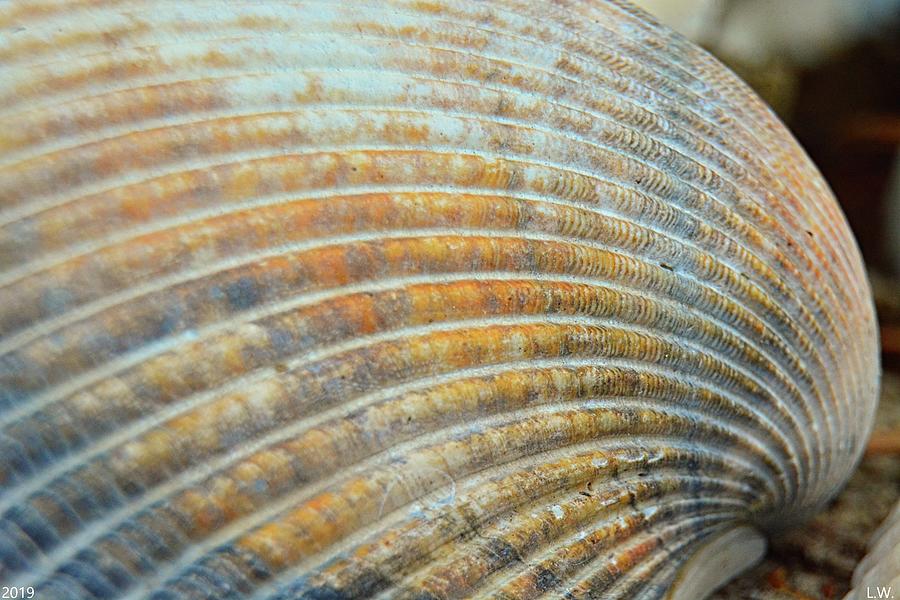 Shell Photograph - Seashell Waves by Lisa Wooten