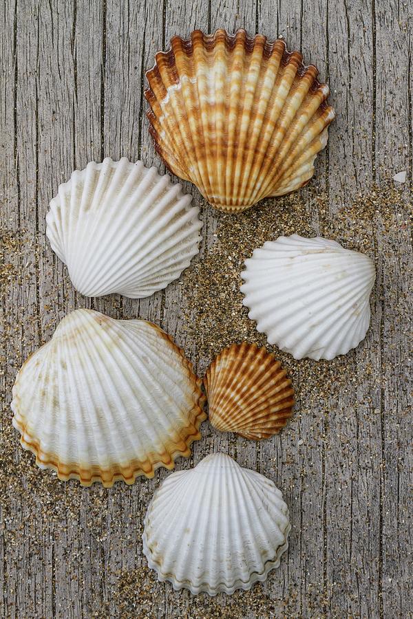 Seashells And Sand On Rustic Wooden Board Photograph by Uwe Merkel