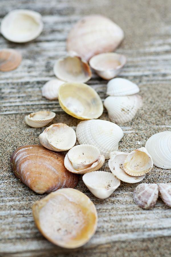 Seashells And Sand On Weathered Wooden Planks Photograph by Victoria Firmston