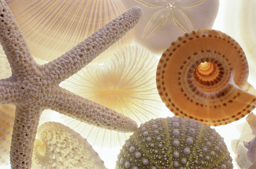 Seashells And Starfish Photograph by Barbara Chase