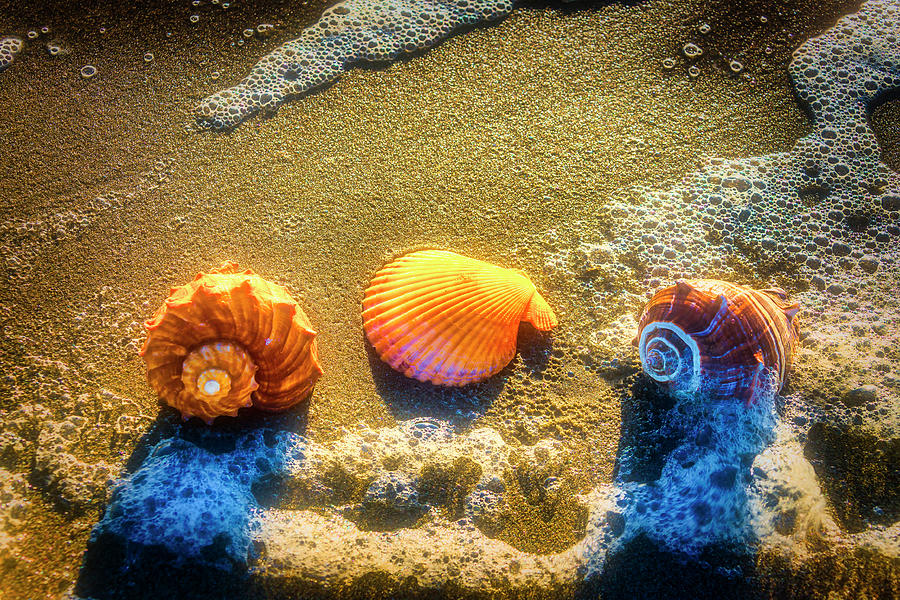 Seashells At The Sea Shore Photograph by Garry Gay