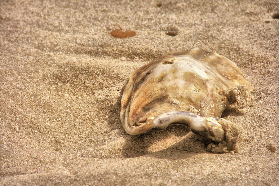 Beach Photograph - Seashells At The Seashore by JAMART Photography