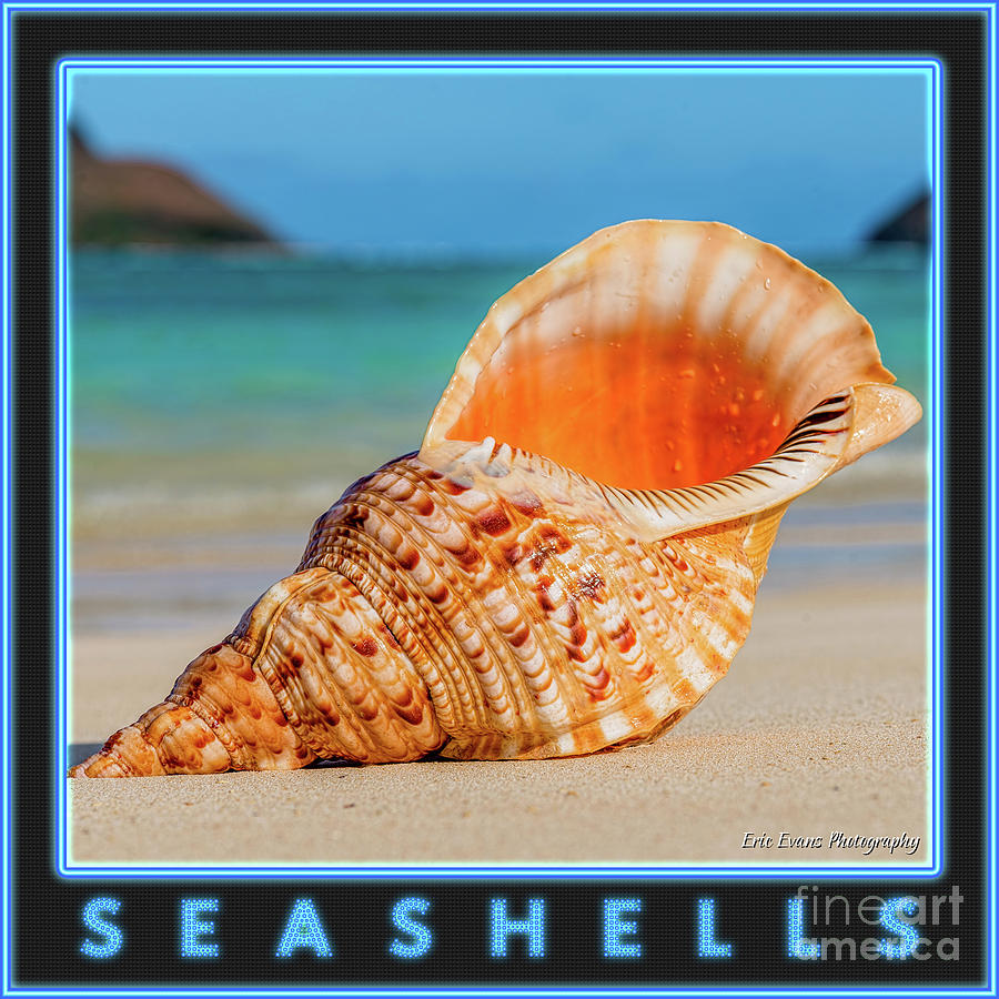 Seashells Gallery Button Photograph by Aloha Art