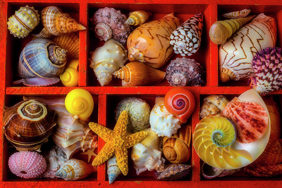 Seashells In Shadow Box Photograph by Garry Gay