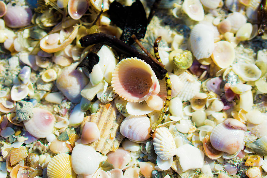 Seashells Photograph
