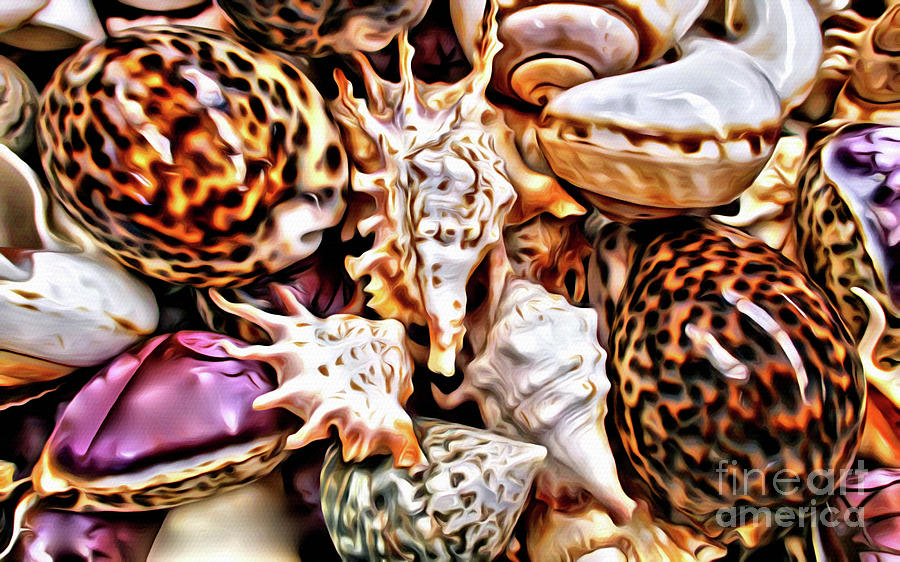 Shell Photograph - Seashells by Jerome Stumphauzer