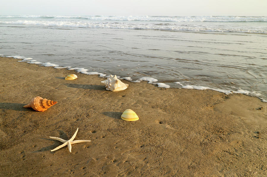 Seashells On Beach Photograph by Jamesbenet