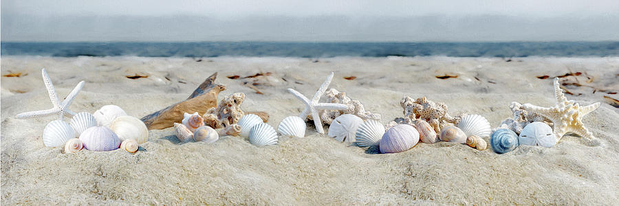 Seashells on the Beach Panoramic #02B02 Photograph by Susan Yerry