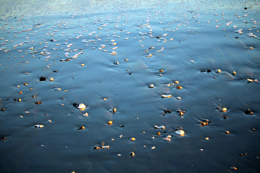 Seashells On The Shore Photograph by Cynthia Guinn