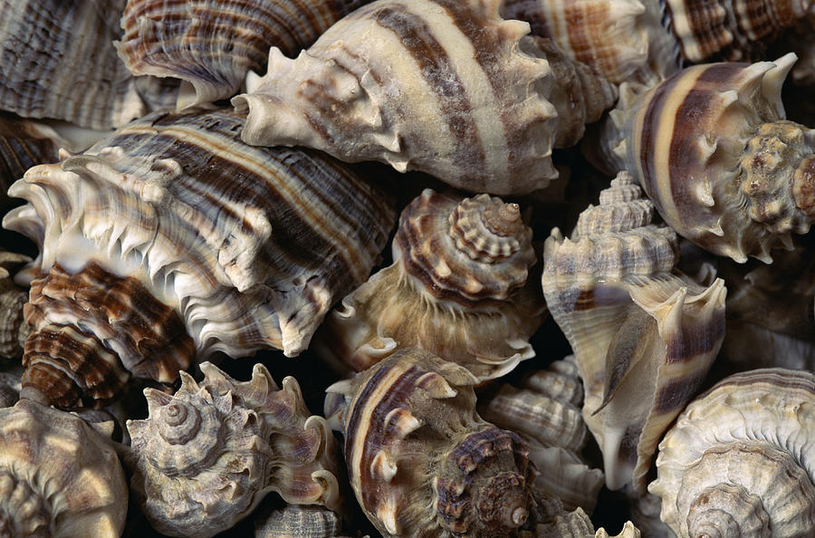 Seashells Photograph by Photo 24