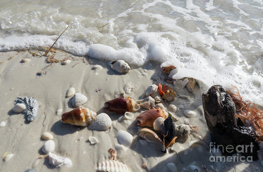 Seashells wash up on the beach at Wiggins Pass in Collier County Photograph by William Kuta