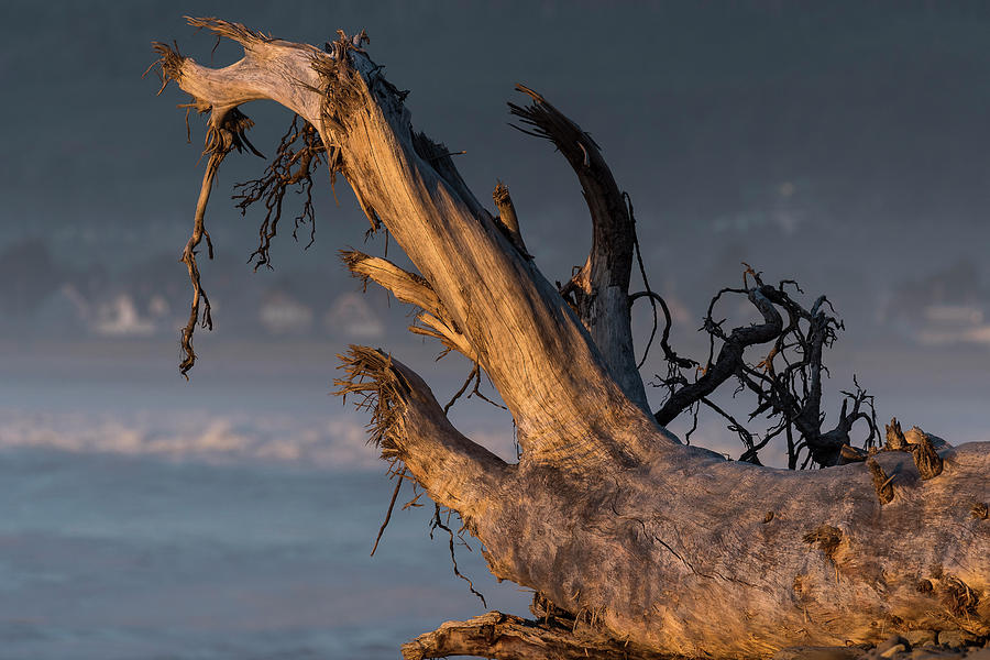 Seaside Cove Driftwood Photograph by Robert Potts