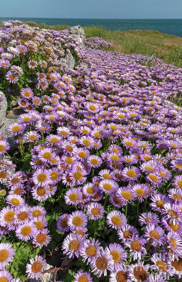 Seaside Daisy (erigeron Glaucus) Photograph by Bob Gibbons/science Photo Library