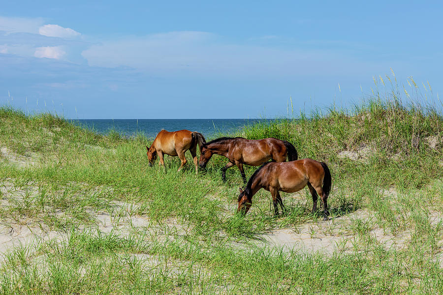 Seaside Graze Photograph by Donna Twiford