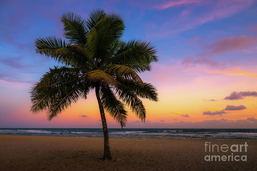 Seaside Palm Photograph