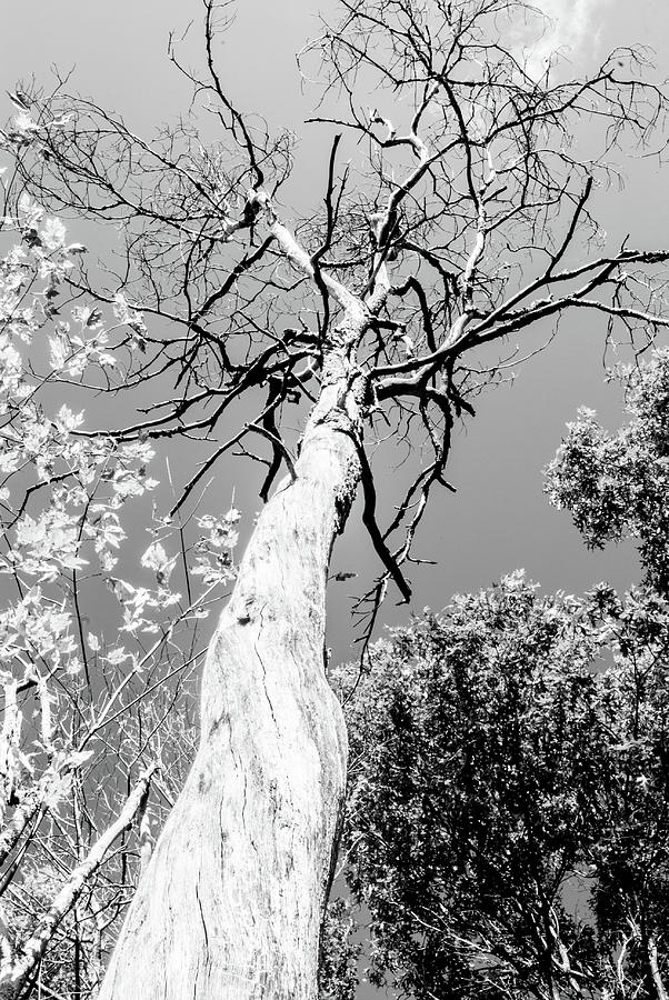 Season Changes 1178 by G L Sarti Season Changes 1178 by G L Sarti