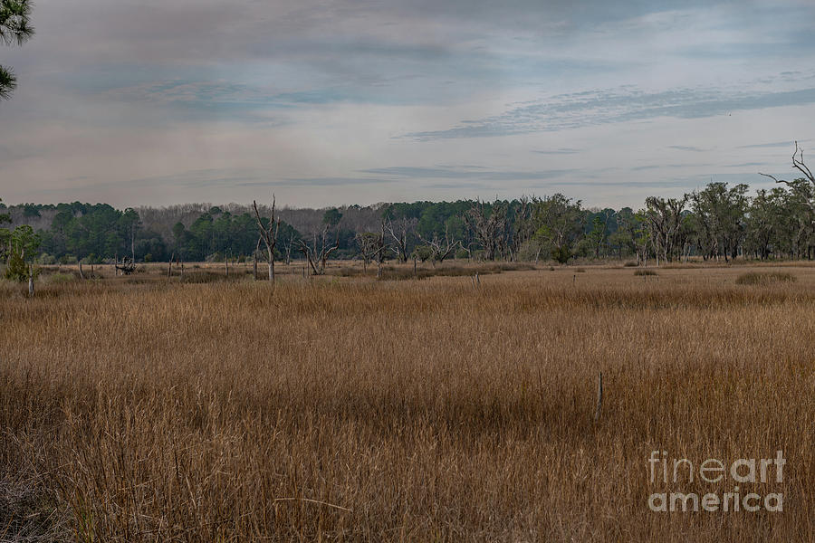 Season Of The Marsh Photograph