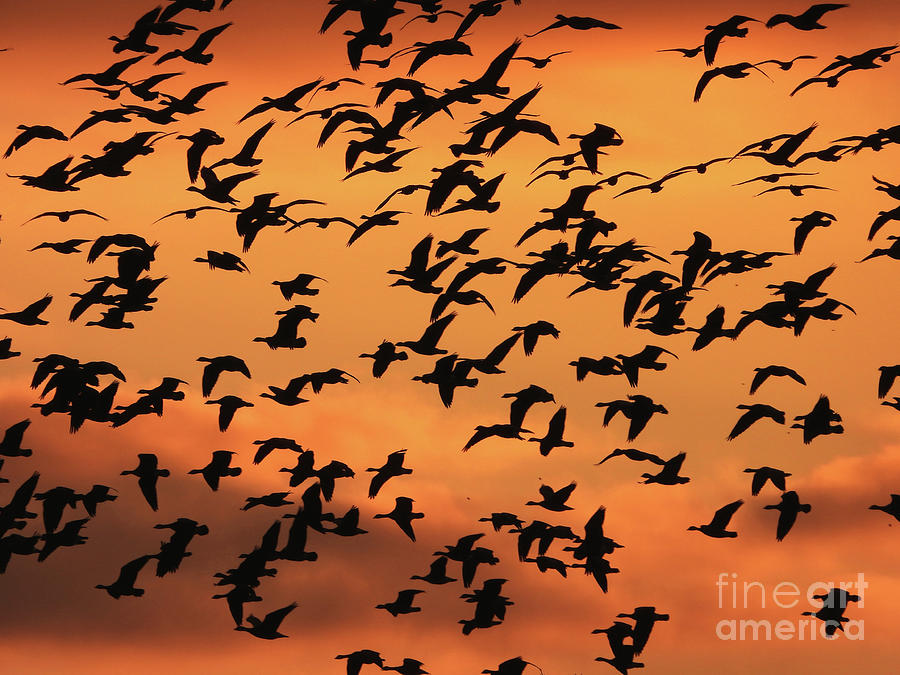 Seasonal Migration Photograph by Scott Cameron