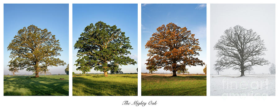 Seasonal Oak Photograph by Tim Gainey