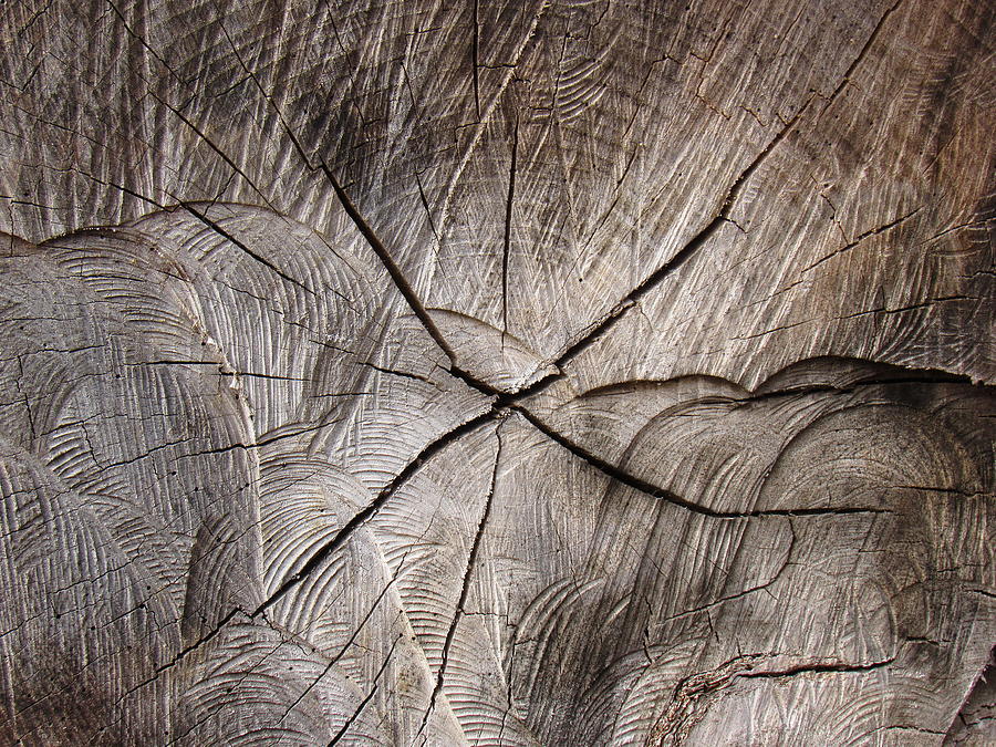 Seasoned Wood Photograph by Mandy Byrd Pixels