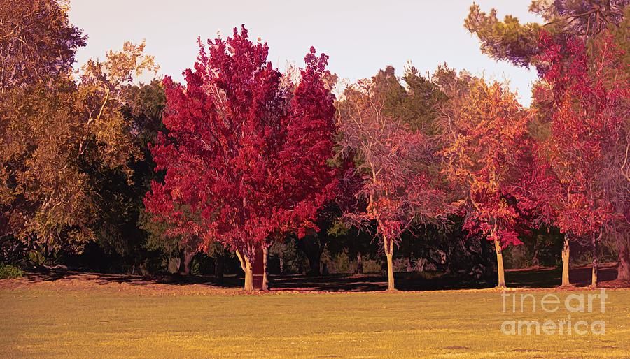 Seasons Fall Colors Trees  Photograph by Chuck Kuhn