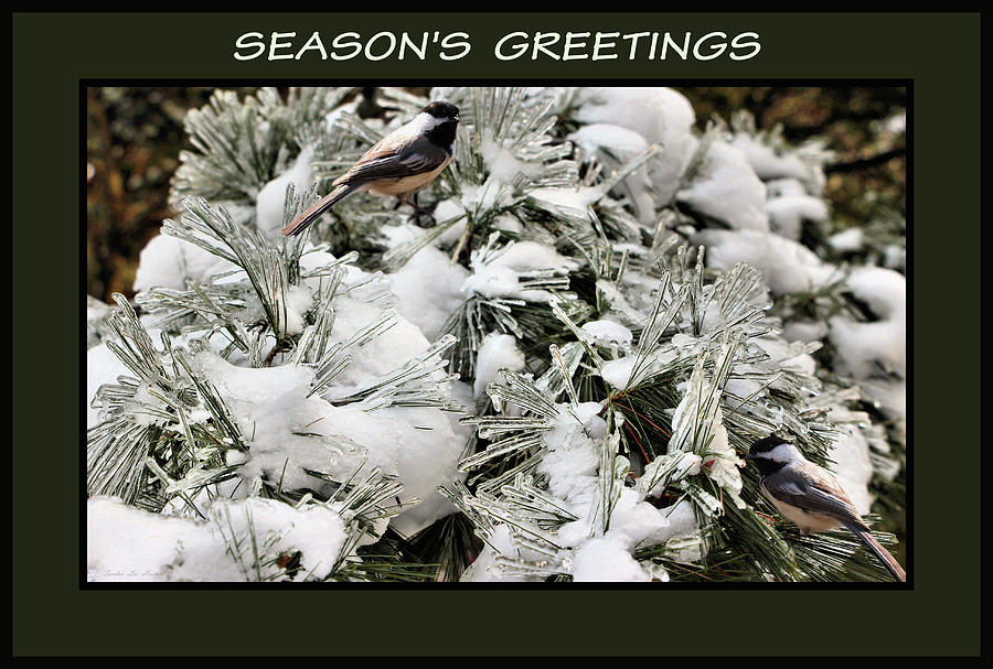 Seasons Greetings Chickadees Photograph by Sandra Huston