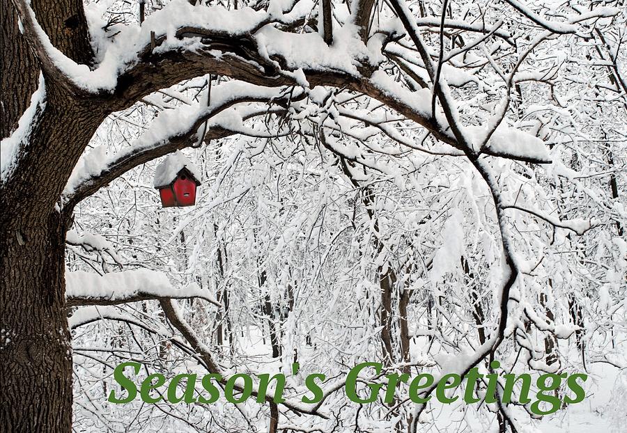 Seasons Greetings Photograph by R  Allen Swezey