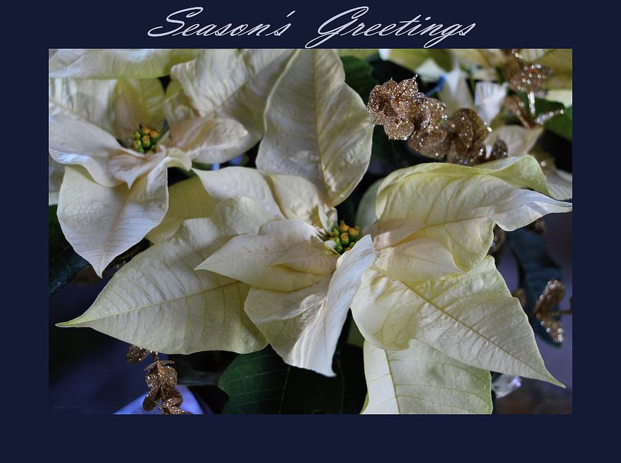 Seasons Greetings White Poinsettias Photograph by Sandra Huston