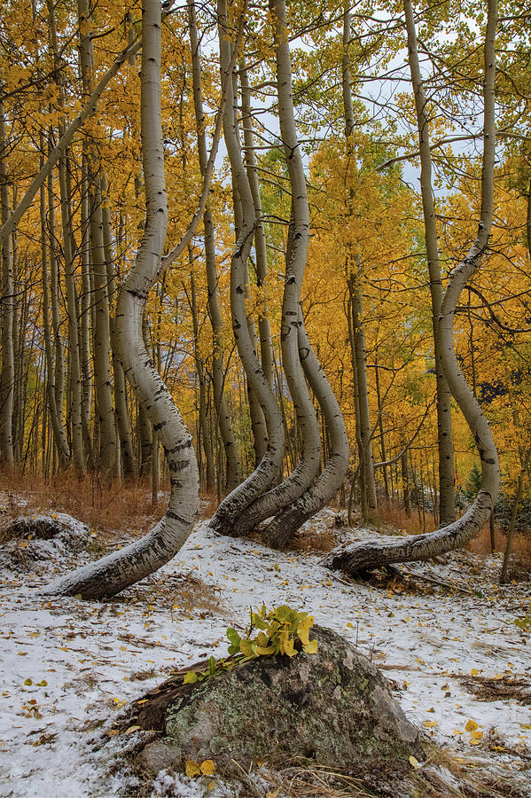 Seasons Snow Dance by Jaquita Watters Seasons Snow Dance by Jaquita Watters