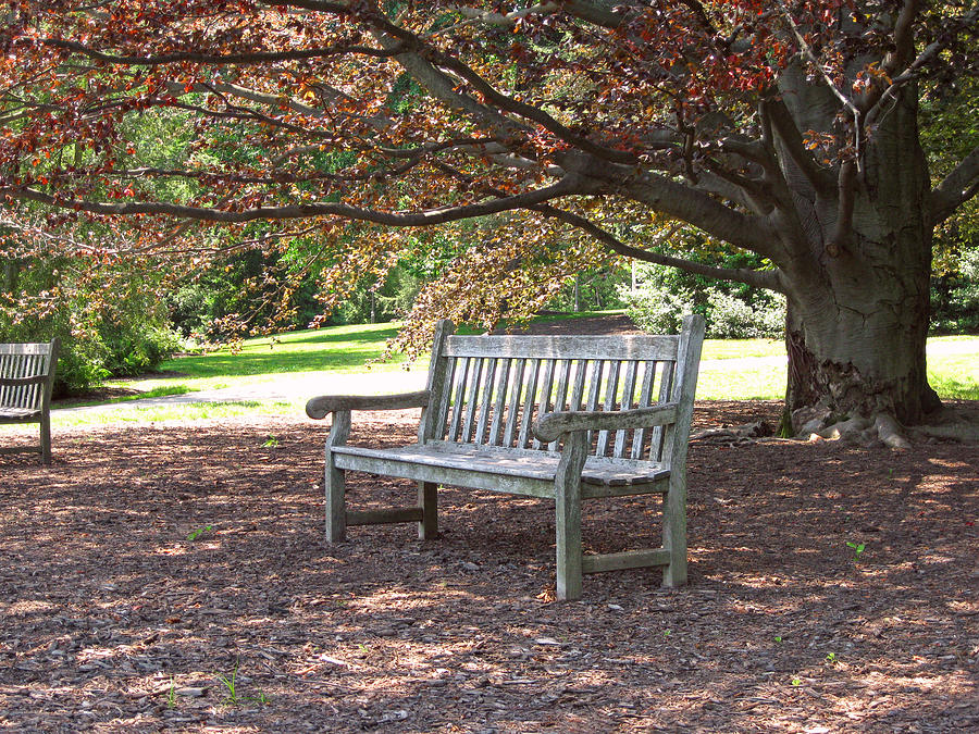 Preferred Seating Photograph by Gordon Beck - Fine Art America