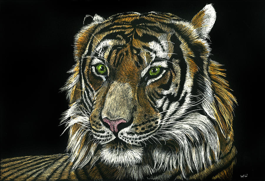 Seated Tiger Drawing by William Underwood Seated Tiger Drawing by William Underwood