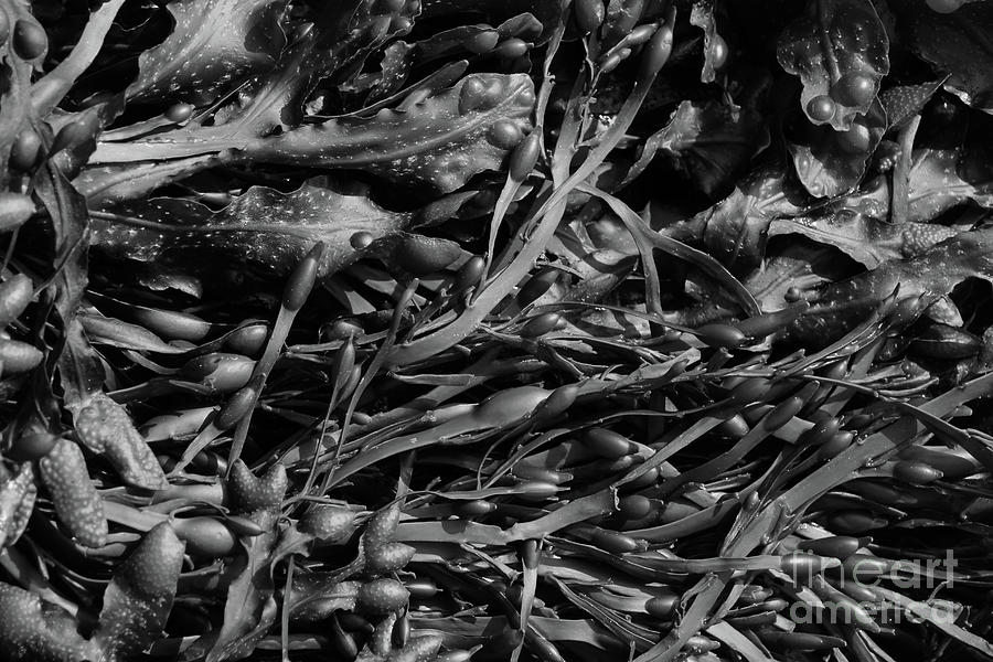 Seaweed Ards bw Donegal Ireland Photograph by Eddie Barron