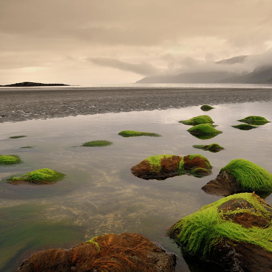 Seaweed At Lochbuie Photograph by Alasdairjames