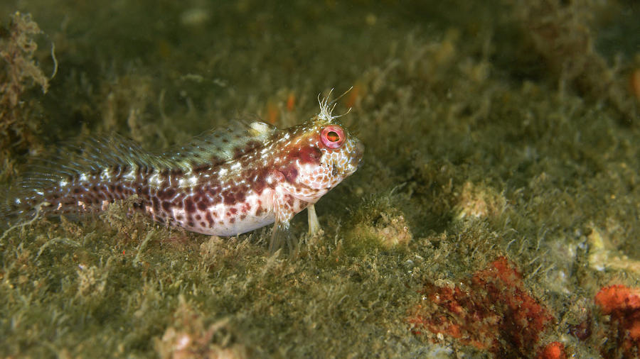 Seaweed Blenny Parablennius Marmoreus Photograph by Brent Barnes - Pixels