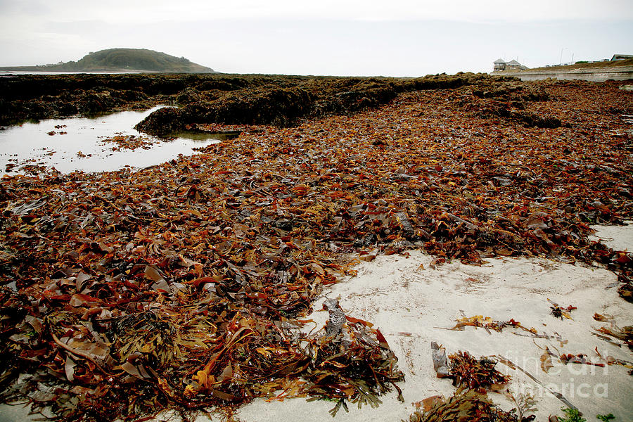 Seaweed Covered Beach Photograph by Dr Keith Wheeler/science Photo Library
