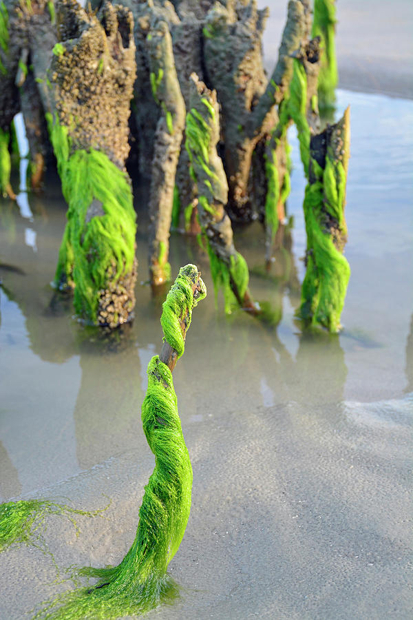 Seaweed Dance Photograph by Bruce Gourley