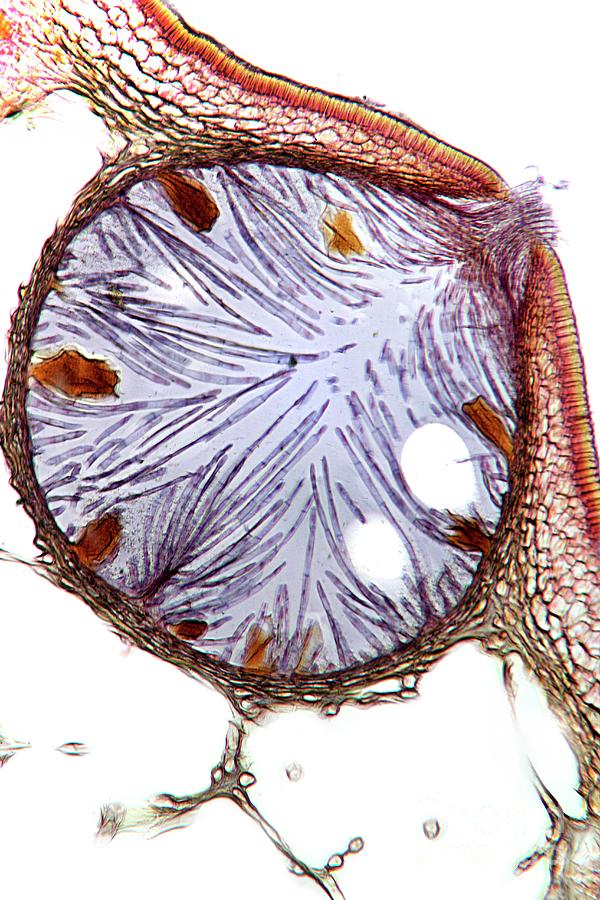 Seaweed Female Sex Organ Photograph By Dr Keith Wheelerscience Photo Library Pixels