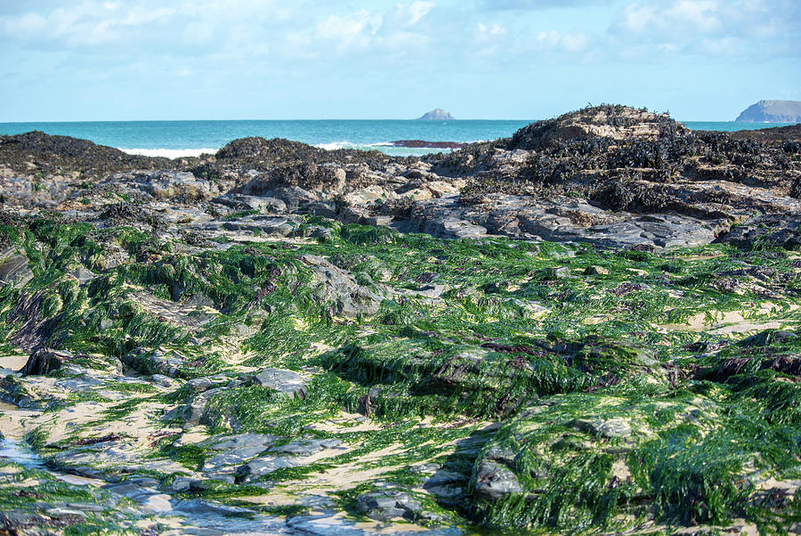 Seaweed on Cornish Rocks Photograph by Mark Hunter