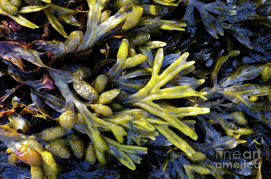 Seaweed On The Sea Shore Photograph by Bob Christopher