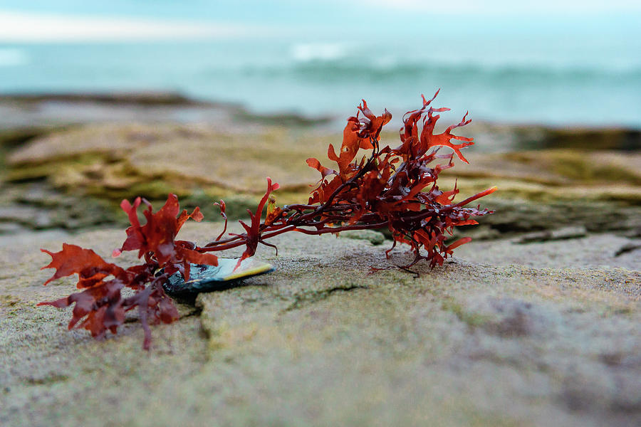 Flower Photograph - Seaweed by Su Buehler