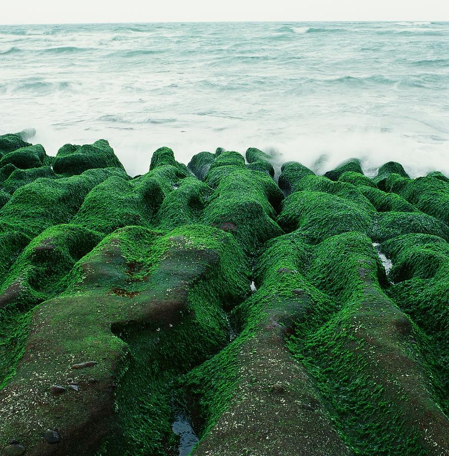Seaweed Photograph by Tsun