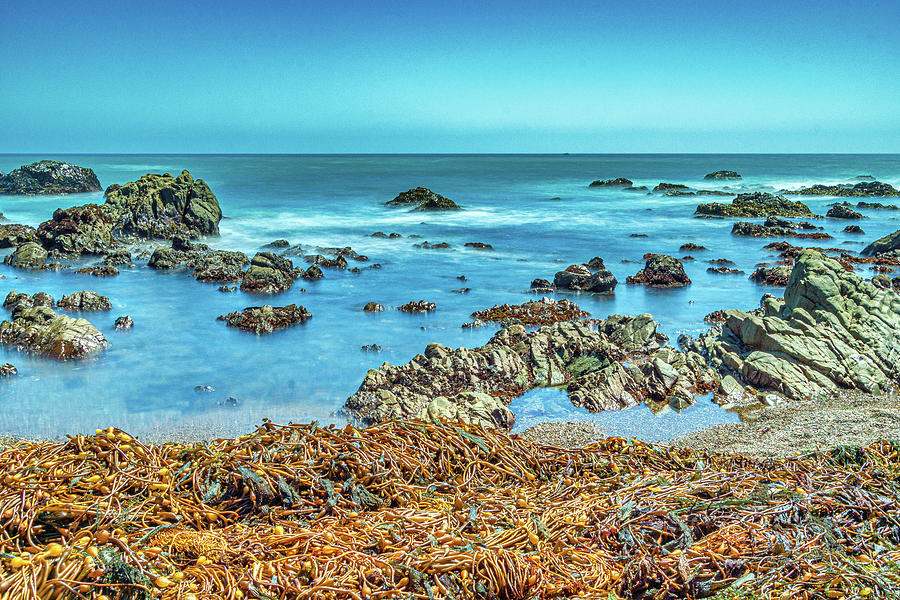 Seaweed washed up on Moonstone Beach by Donald Pash Seaweed washed up on Moonstone Beach by Donald Pash