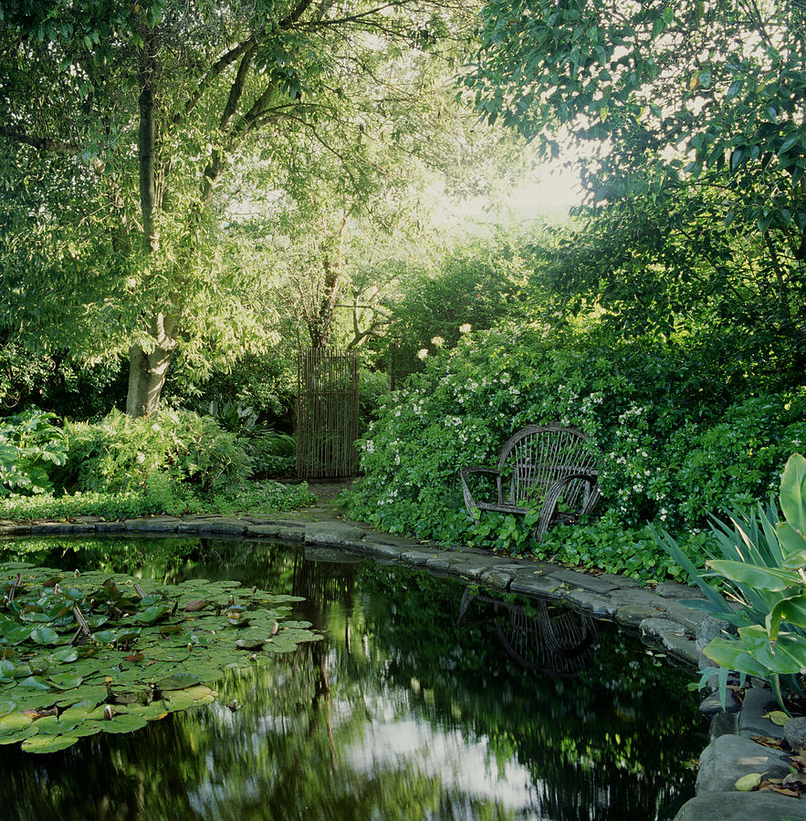 Secluded Garden Pond With Sunlight And by Sandra Ivany