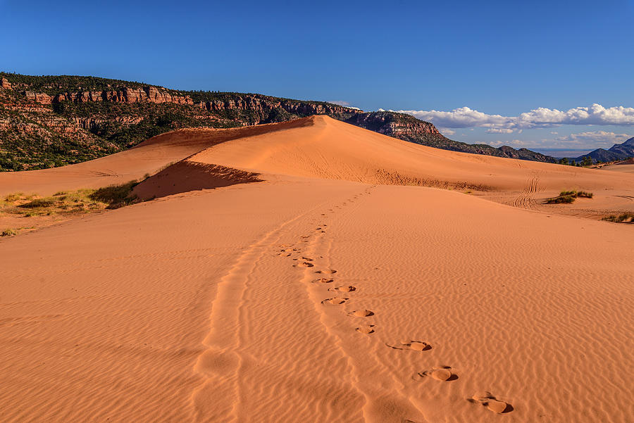 Second Dune Against Moquith Mountain, Coral Pink Sand Dunes State Park, Kanab, Kane County, Utah, Usa Digital Art by Udo Siebig
