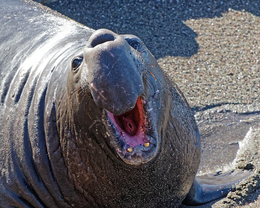 Happy Elephant Seal - San Simeon, California Photograph by KJ Swan