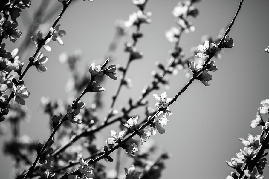 Second melody of Spring Photograph by Hyuntae Kim