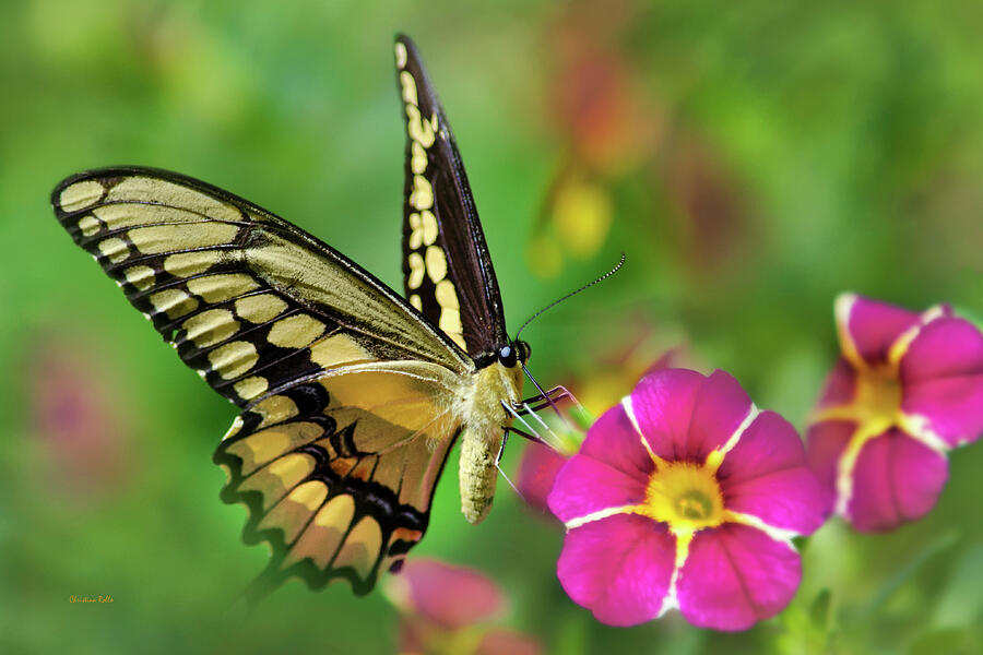 Second Nature Butterfly Photograph by Christina Rollo