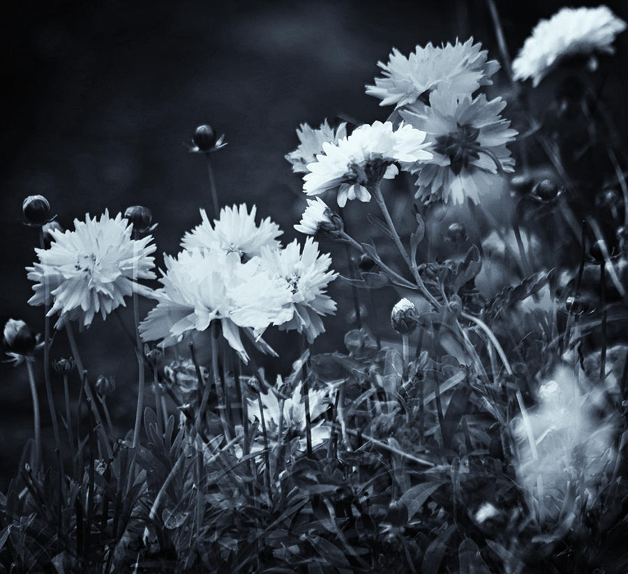 Secret Black and White Garden Photograph by Jeff Townsend