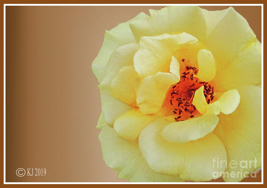 Rose Photograph - Secret Dream by Klaus Jaritz Rose Photograph - Secret Dream by Klaus Jaritz