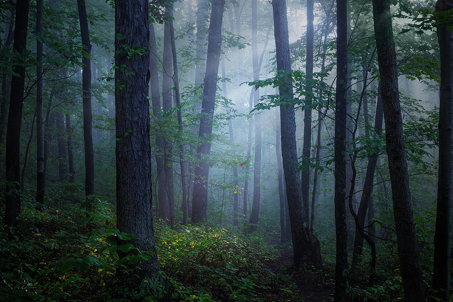 Secret Forest Photograph by Ron Jones - Fine Art America